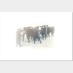 Cows In A Row textured photograph Posters and Art